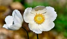 双鱼座在恋爱中，最期待遇到什么样的人？