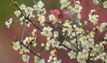 未来三个月好运一波接一波，财运亨通，赚得财库满满的3大生肖