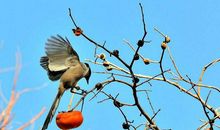 11月14号后，3大生肖遇贵人，福气缠身财运不断，好日子在即！