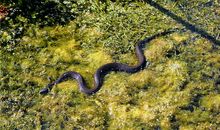 属蛇狮子座运势