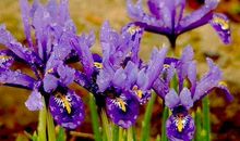 8月百花齐放，这几个生肖有望脱单，获得人生真爱