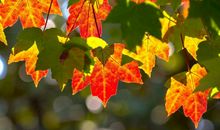 了不得的5生肖，2020年鸿运当头，好运不离身，财运一飞冲天