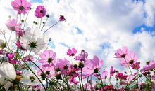 5月底惹不起，财喜两旺，3生肖事业突飞猛进，日子蒸蒸日上