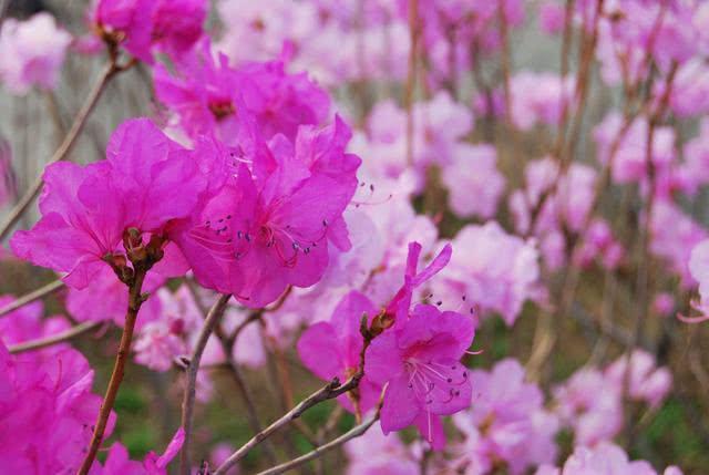 8月百花齐放，这几个生肖有望脱单，获得人生真爱 1