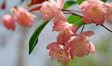 狮子座最容易对什么样的人动心？