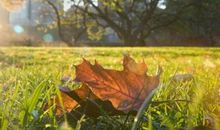 面对任何问题，都不会冷处理的生肖