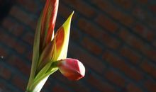 11月22号起多颗吉星入命，好运难挡，财运上涨，丰收在望的四属相