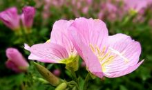 未来15天，4属相升职加薪，运势欣欣向荣，必能大展宏图