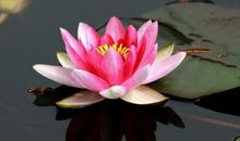 15天内好运接二连三，横财进家门，前程似锦，有福有禄的生肖