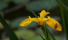 下周开始财运暴涨，开门迎好运，喜事进门，家人其乐融融的四属相