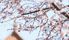 2020年6月11号闰四月二十出生的女孩是什么命,取什么名字好