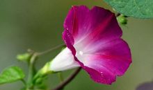 熬到15号喜事到，财运如虹，收入暴涨，金银滚滚来的3属相