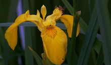 11月底运势飞涨，财运旺上天，收入翻几番，苦尽甘来的四属相