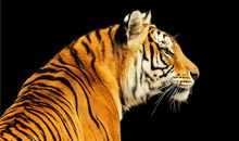 一夜七次郎的生肖