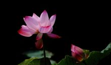 六月初，爱情圆满，事业高升的4个生肖，日子收获幸福