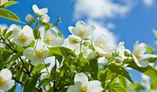 9月这四大生肖喜迎财运，会有大财进家门，幸福又有钱！