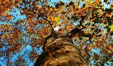 徐墨斋每周生肖运势预报（12.23—12.29）