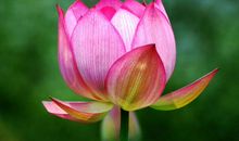 风水中最招财的植物有哪些，君子兰高雅肃穆，多肉钱串聚财升福