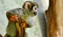 生肖猴几月出生最好