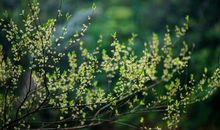 心理测试：4棵大树，选哪一棵给小鸟安家？测你9月是否有异性缘