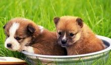 属狗的今年多大