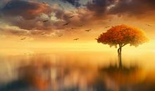 进大财的风水要怎么做，财位上可放绿色植物