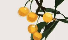 1954年生的66岁生肖马人2020年运势好吗，低调做事、注意锻炼