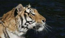 1986年属虎人2021年运势男命 86年出生35岁生肖虎男2021年运程详解