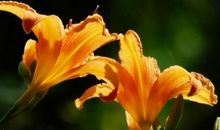 素颜也不失美貌的生肖女，有自然美和气质，男人轻易被迷住