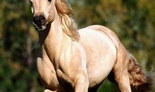 1966年属马的人2021年运势 害太岁56岁佩戴什么吉祥物好