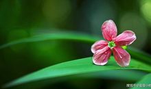 2020年2月，运势冲天，横财发不尽，钞票赚不停的4大生肖