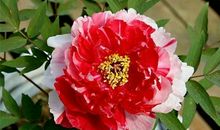 2020年福门开，喜事到，3生肖财旺桃花开，步入人生上上签！