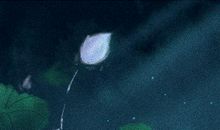 测你穿越到鬼灭之刃中会是什么结局