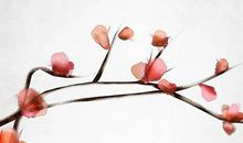 1994年生的26岁生肖狗人2020年运势好吗，命里凶星入驻、桃花旺盛