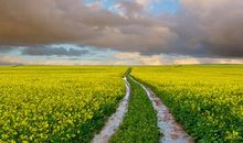 宋韶光2020年生肖属虎每月运程，二月吉星闪耀，七月迎来运势滑坡