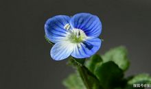 大年初二开始，吉星高照，财源滚滚，事业顺风顺水的4生肖