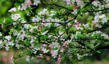 2020庚子鼠年巳时出生的女孩什么命，早年运好，年少有为大显身手