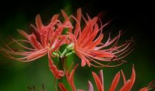 2020庚子鼠年巳时出生的男孩命好吗，祖业根基浅薄，创业不易