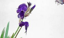 1959年生的61岁生肖猪人2020年运势好吗，凶星照命，偏财运强