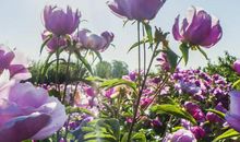 2020庚子鼠年辰时出生的女孩什么命，辰土克制子水，一生波折