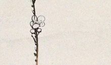 2020年5月12号四月二十日生的男孩命运好吗，结合楚辞取名