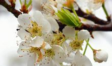 2020庚子鼠年辰时出生的男孩命好吗，一鸣惊人，事业生活扶摇而上