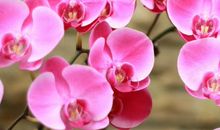 2020庚子鼠年卯时出生的女孩什么命，潜力无限，前途一片光明