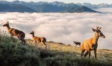 紫微14主星一周运势（12.16-12.22）