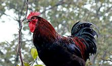 恭喜4大生肖！2月初，得财得喜，来福来禄，日子春风得意