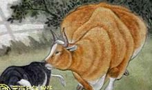 属牛的五行属什么