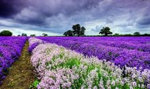 家中有这3生肖，2月正财旺奖金足，偏财大爆发，彩票中500万