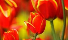 11月双喜临门，感情顺利的生肖，诸事畅通无阻，富贵躲不掉