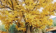 风水轮流转，因果有轮回！（发人深省）