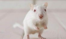 鼠，兔，马，虎的取名禁忌，取错毁一生，现在知道还不晚！